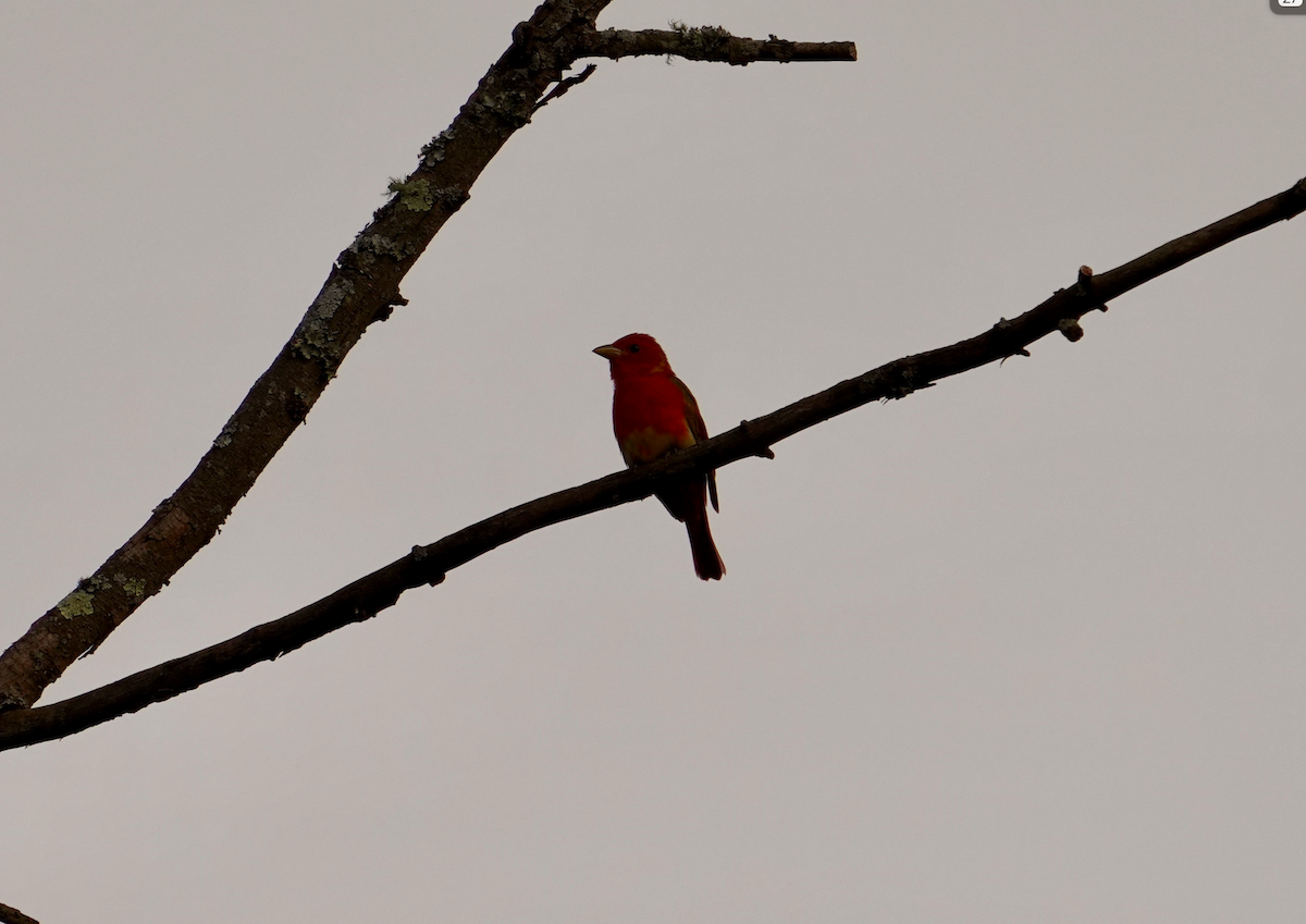 Summer Tanager - Aaron T