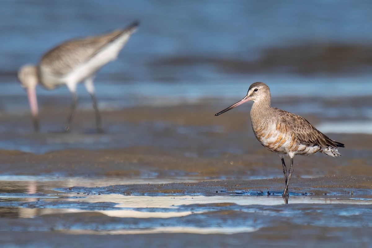 Hudsonian Godwit - Terence Alexander