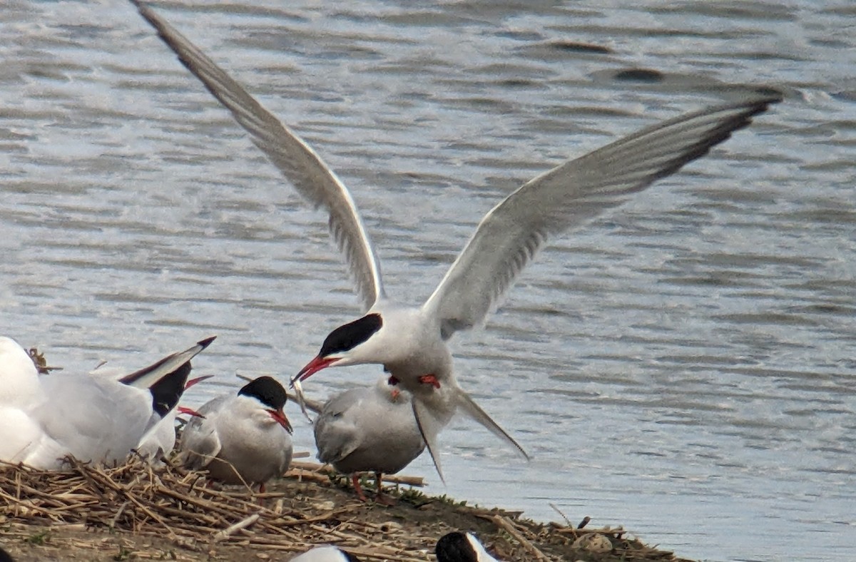 Крячок річковий (підвид hirundo/tibetana) - ML619619083