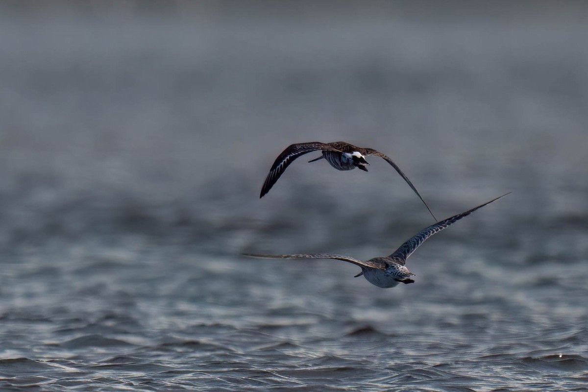 Hudsonian Godwit - Terence Alexander