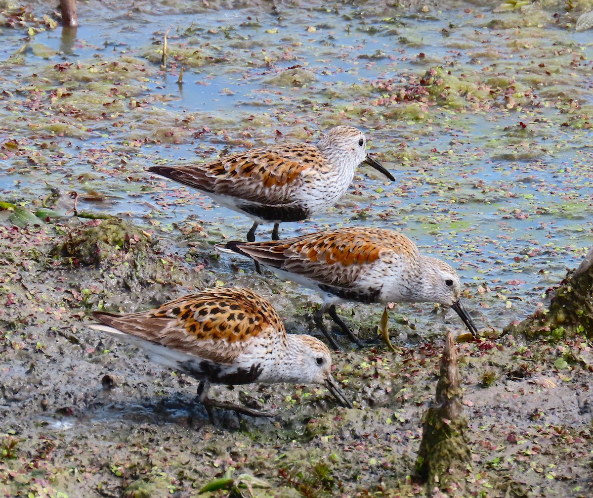 Dunlin - Pat Sterbling