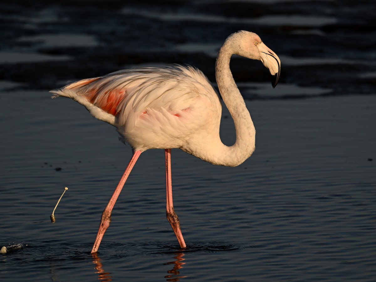 Greater Flamingo - jerald britten