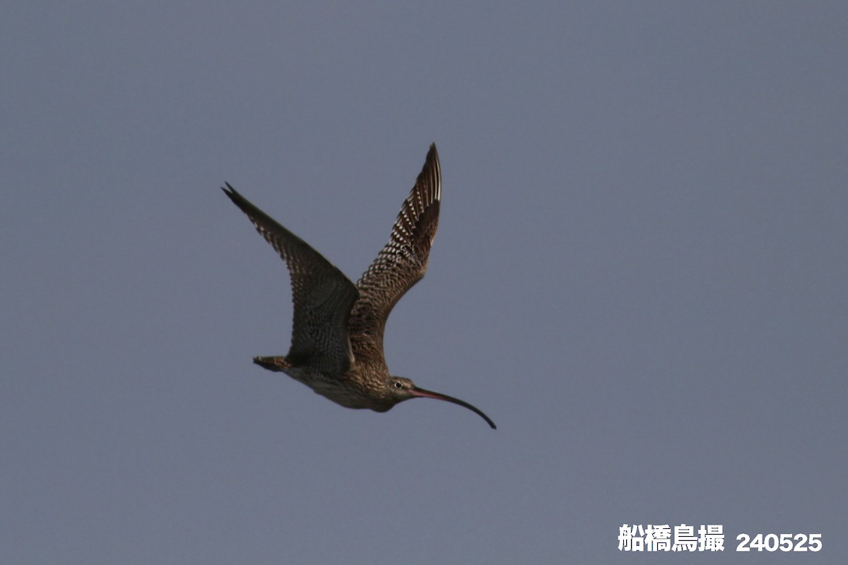 Far Eastern Curlew - ML619619101