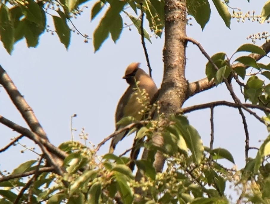 Cedar Waxwing - Jeff Kenney