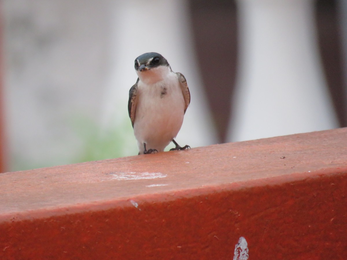 Mangrove Swallow - Sam Holcomb