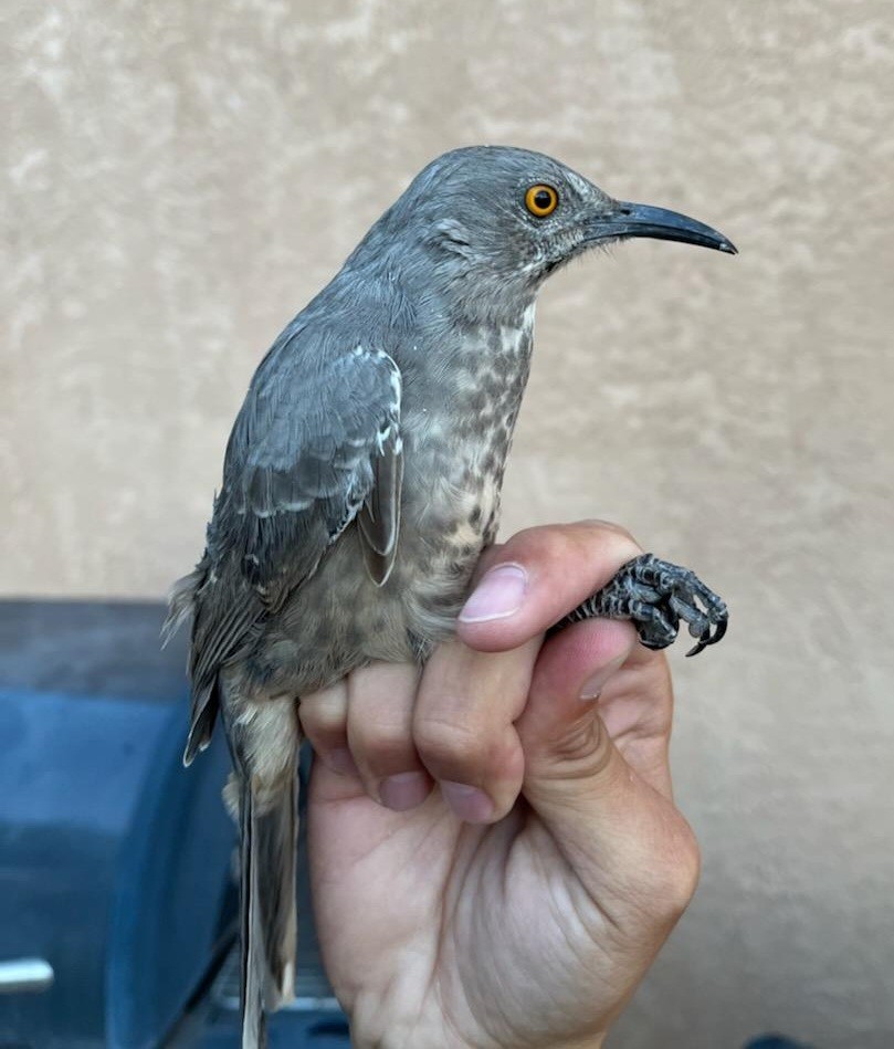 Curve-billed Thrasher - Nancy Cox