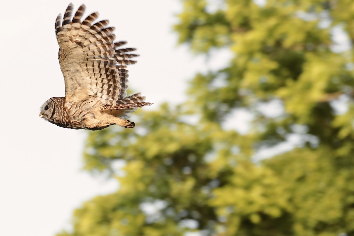 Barred Owl - Lee Payne