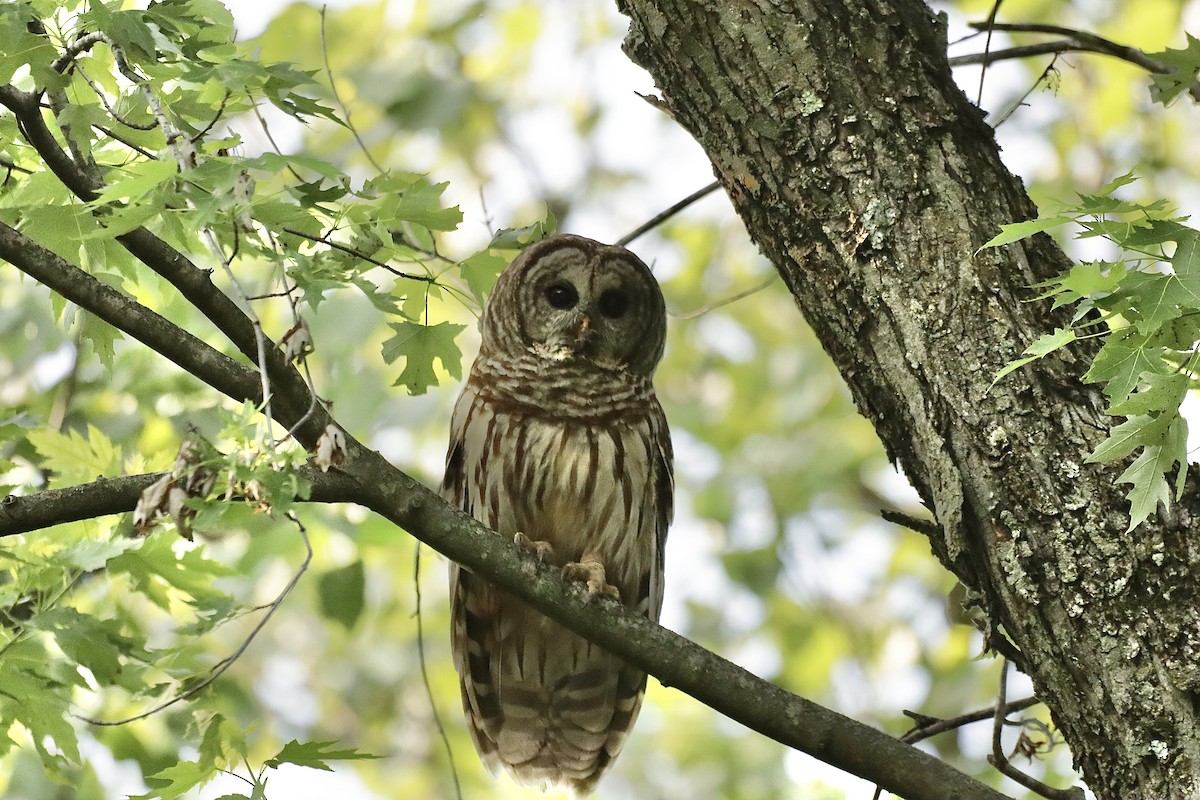 Barred Owl - Lee Payne