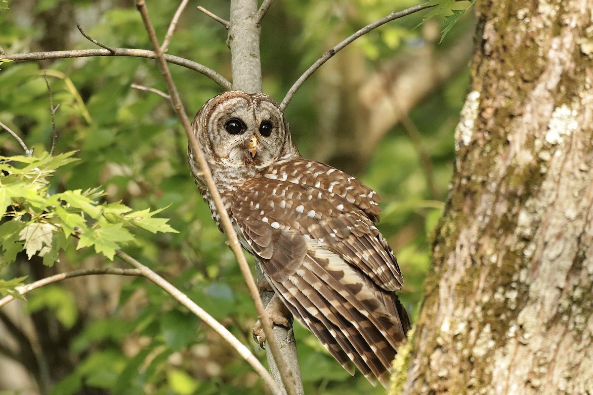 Barred Owl - Lee Payne