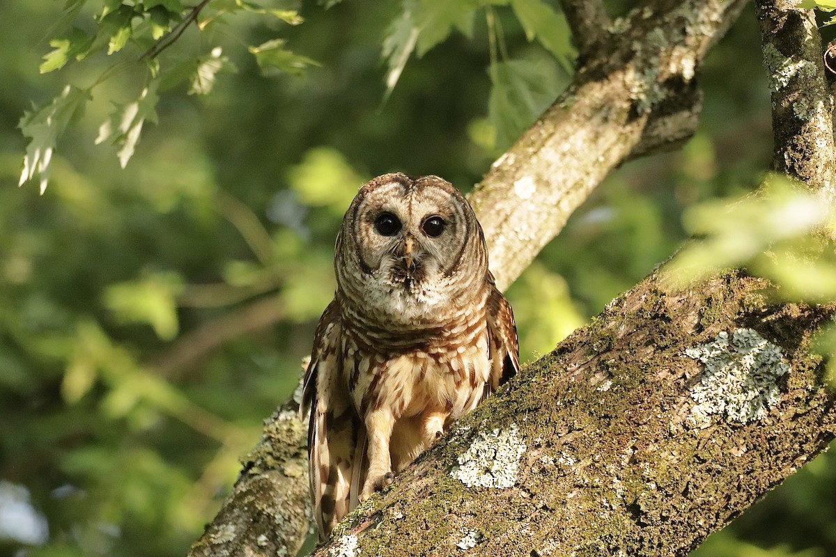 Barred Owl - Lee Payne