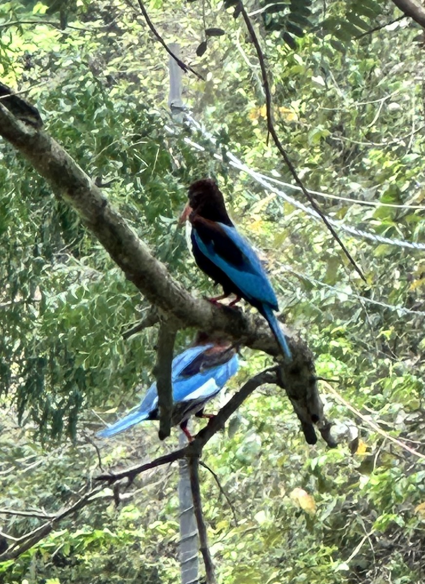 White-throated Kingfisher - Sivakumar R