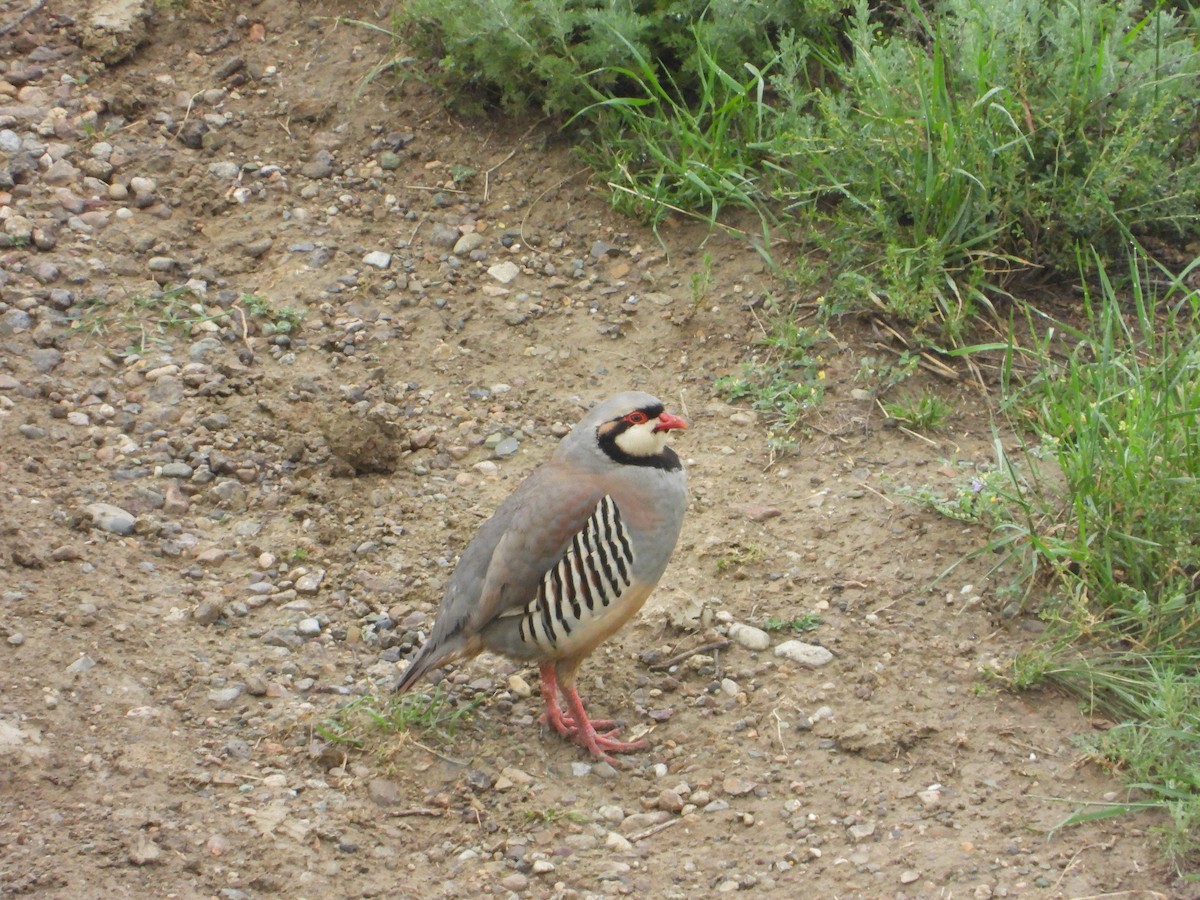 Chukar - Josip Turkalj