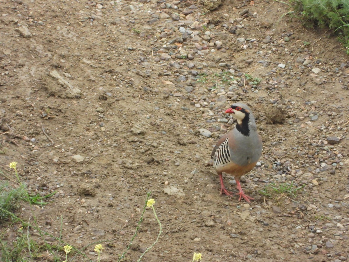 Chukar - Josip Turkalj