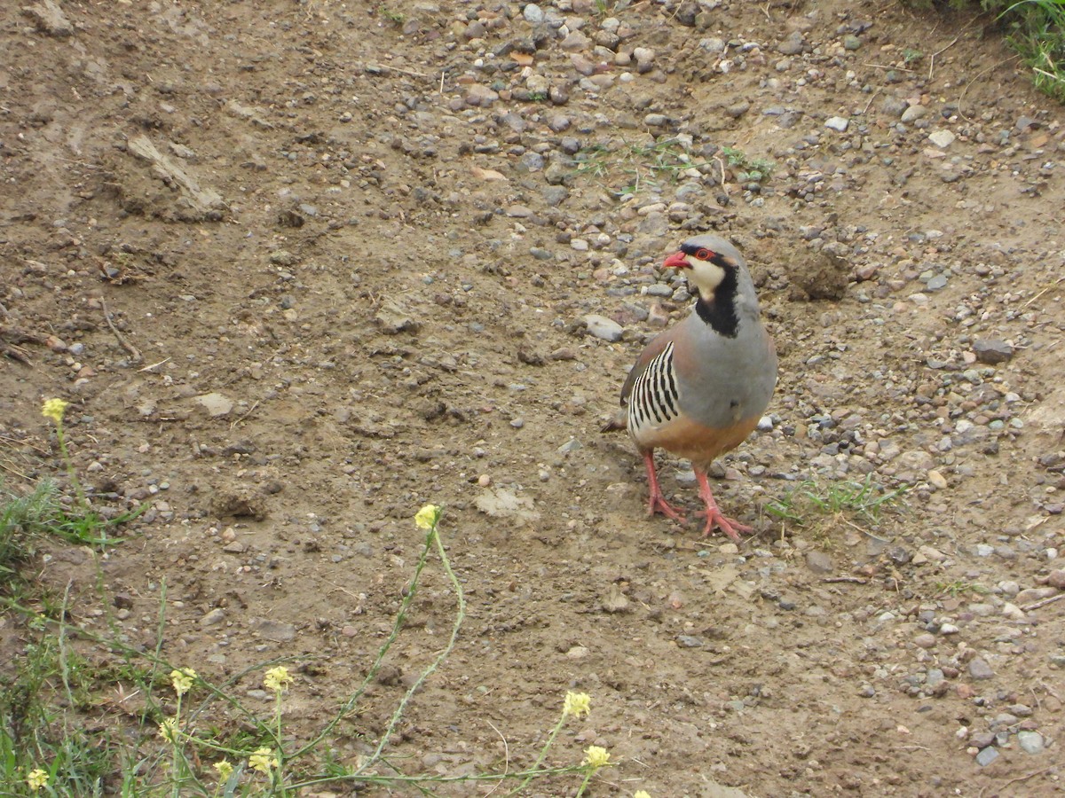 Chukar - Josip Turkalj