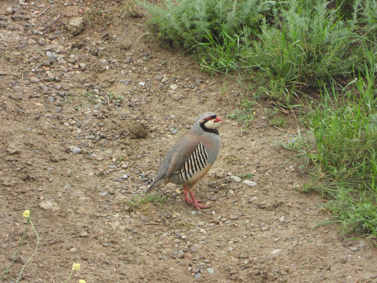 Chukar - Josip Turkalj