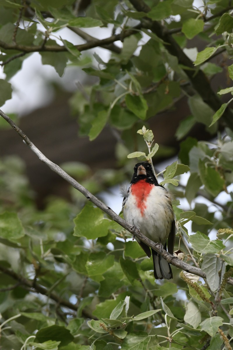 Rose-breasted Grosbeak - Donald Jones