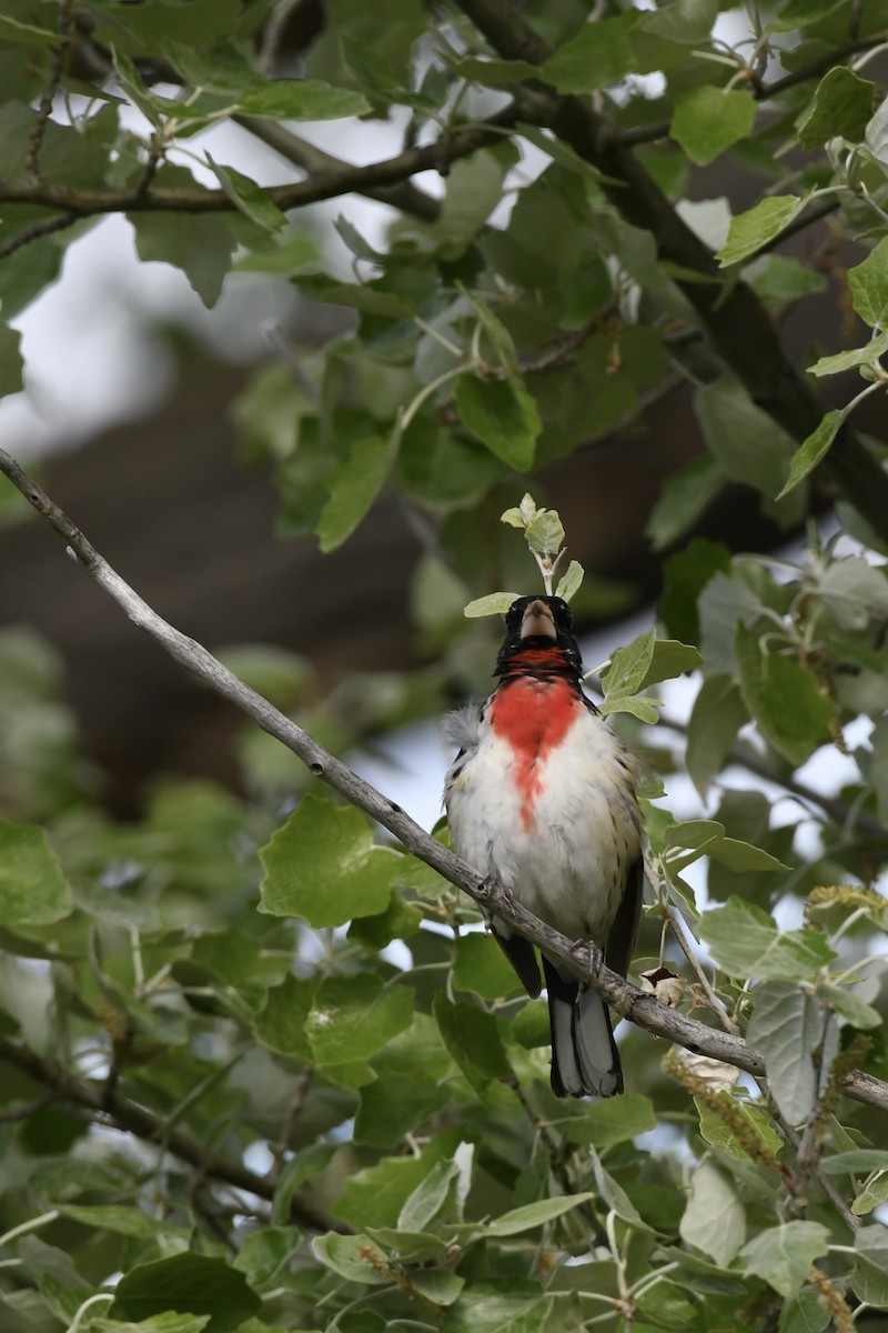 Rose-breasted Grosbeak - Donald Jones