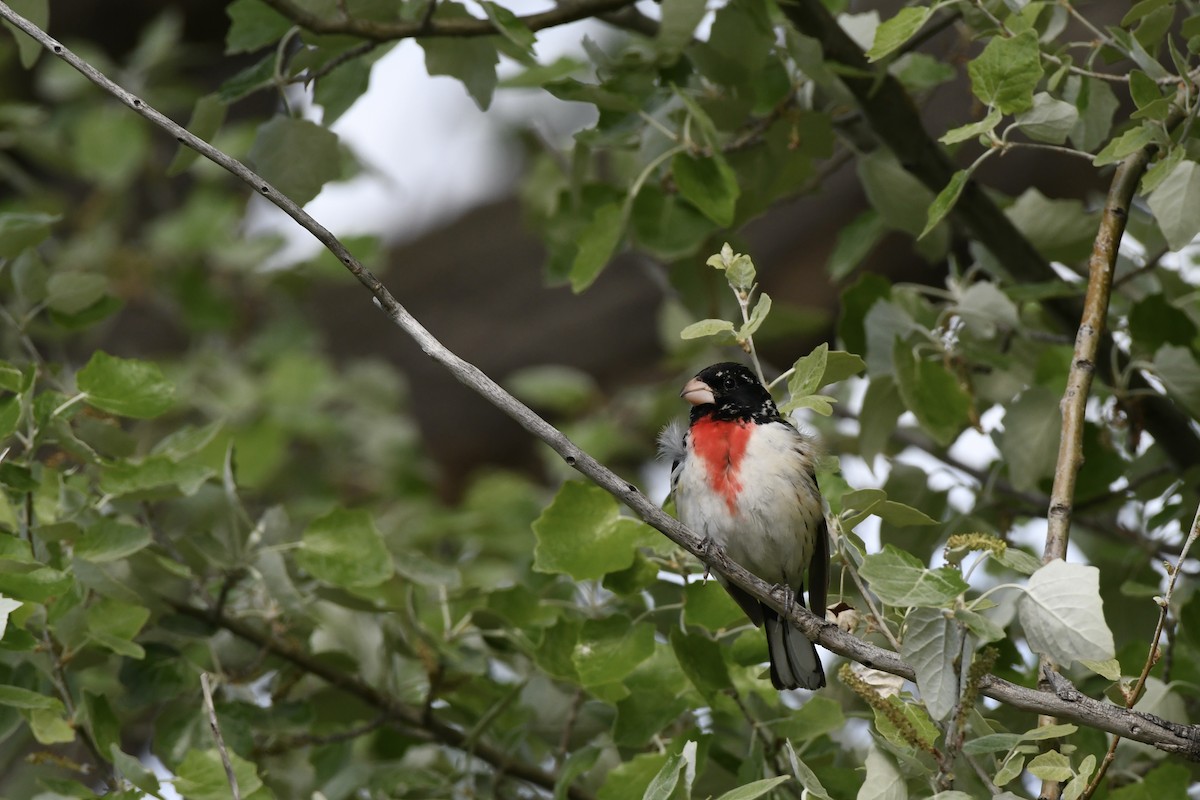 Rose-breasted Grosbeak - Donald Jones