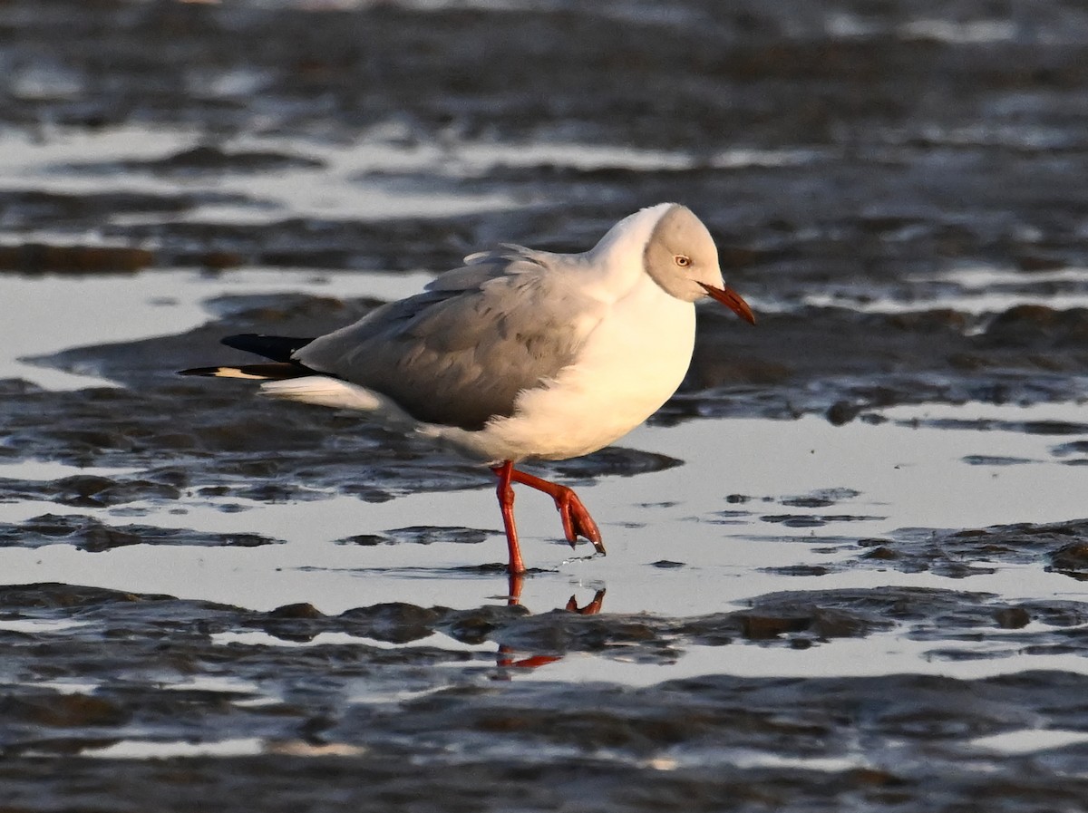 Gray-hooded Gull - jerald britten