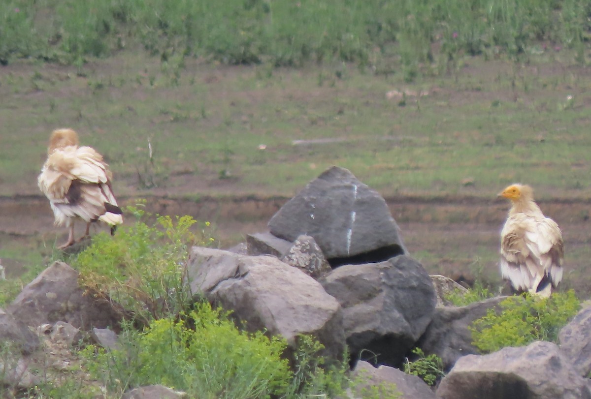 Egyptian Vulture - Doug Kibbe