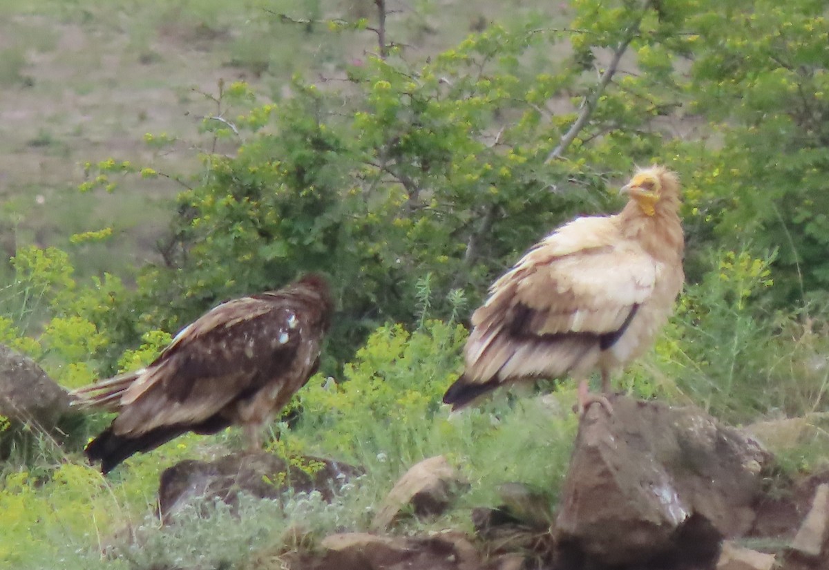 Egyptian Vulture - Doug Kibbe