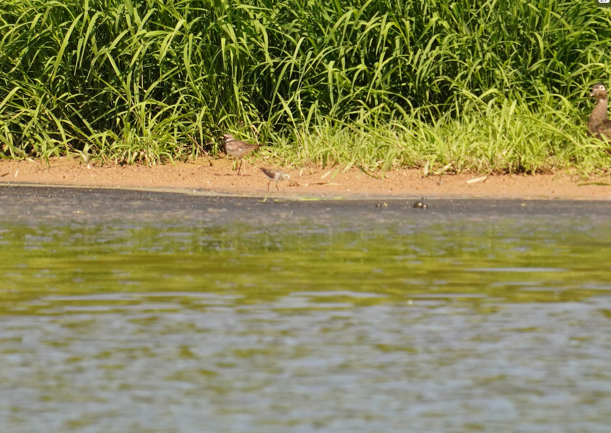 Semipalmated Sandpiper - Aaron T