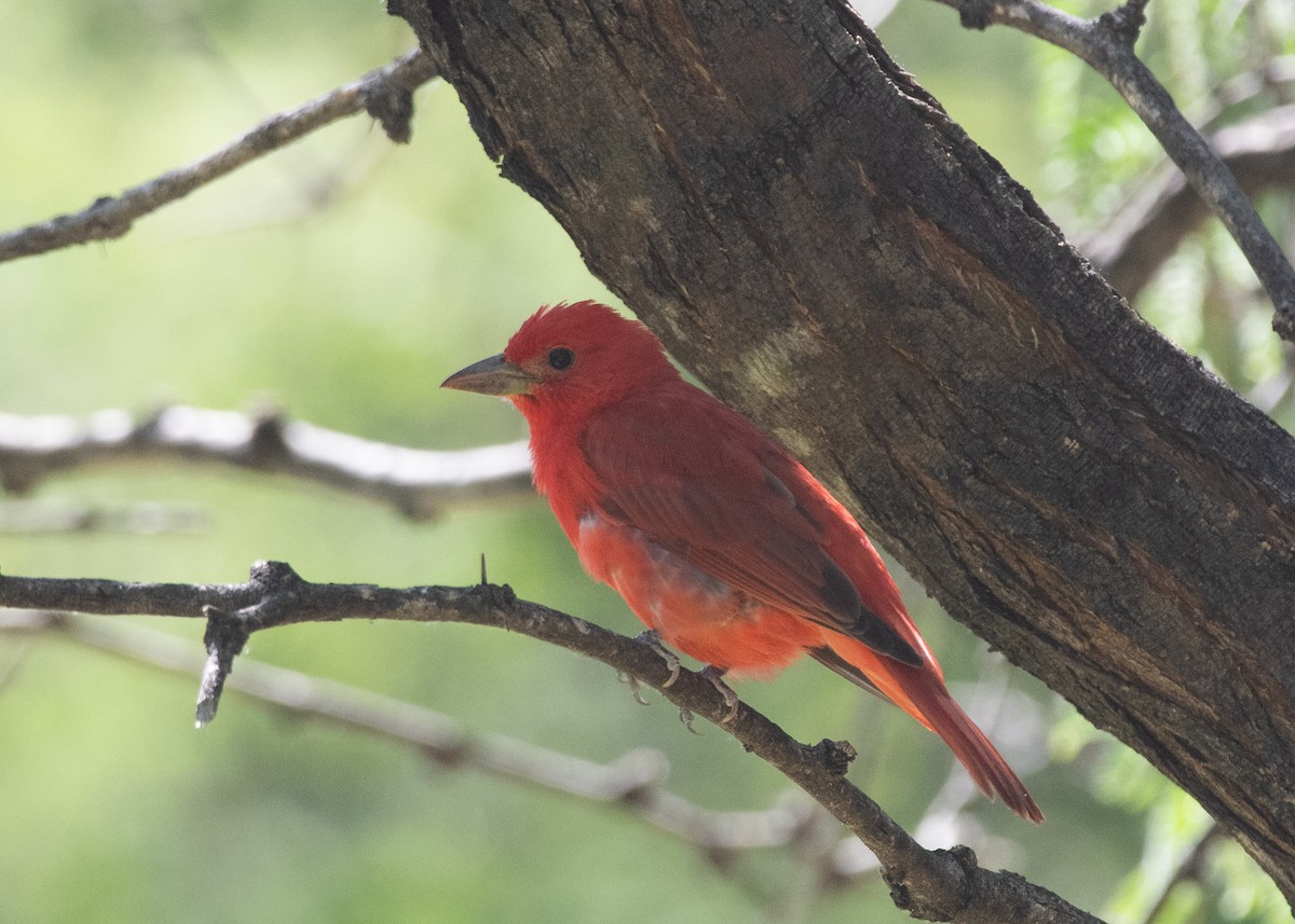 Summer Tanager - Bente Torvund