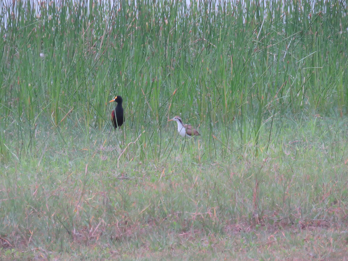 Northern Jacana - ML619619182