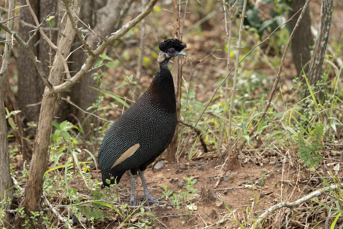 Southern Crested Guineafowl - Christiaen MOUS