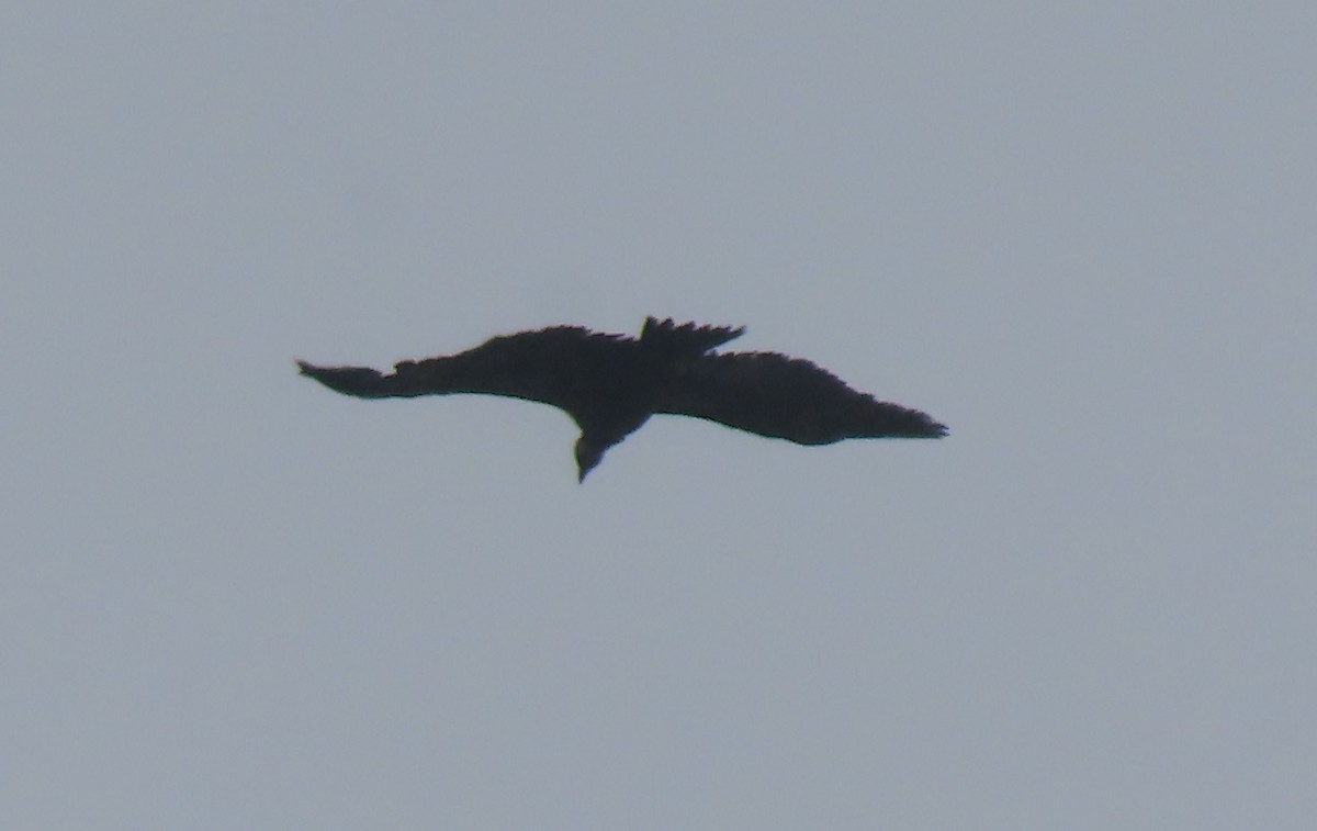 Cinereous Vulture - Doug Kibbe