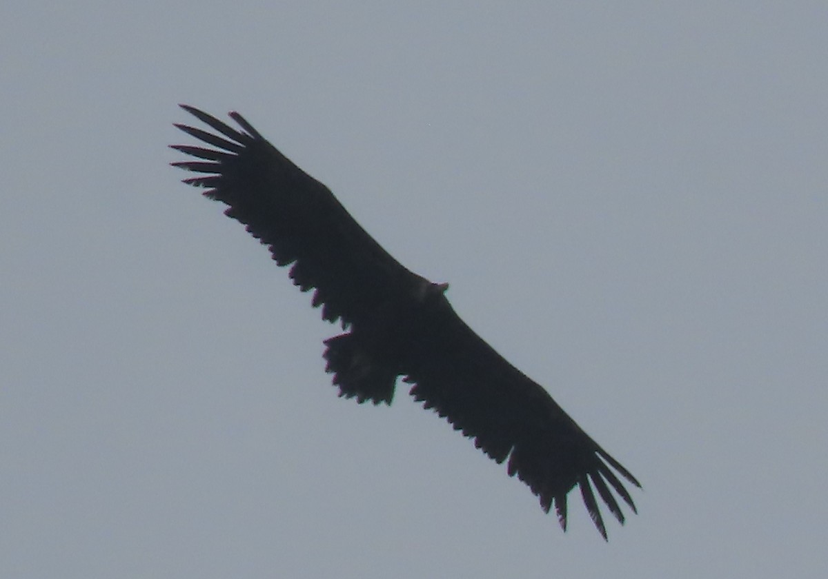 Cinereous Vulture - Doug Kibbe