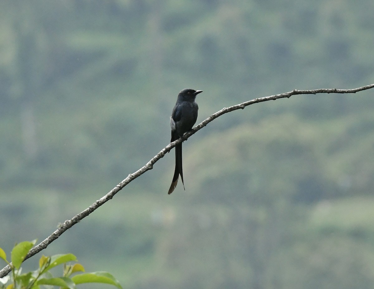 Ashy Drongo - Kuntal Roy