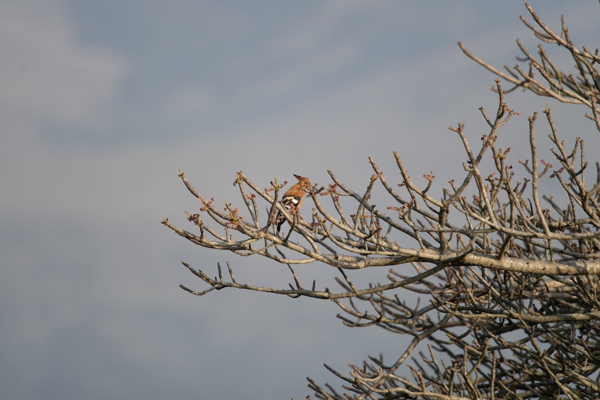 Eurasian Hoopoe - Christiaen MOUS