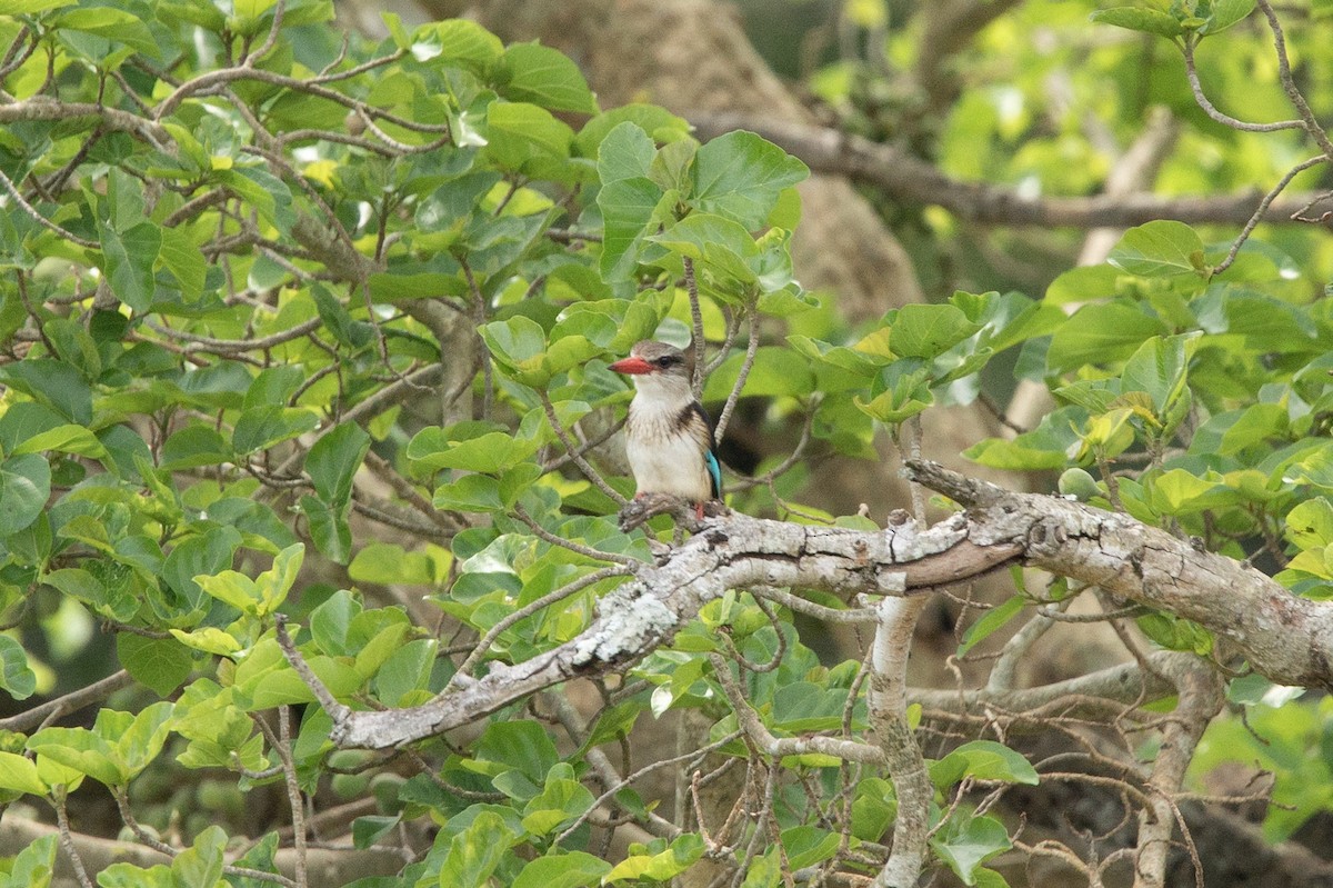 Brown-hooded Kingfisher - Christiaen MOUS