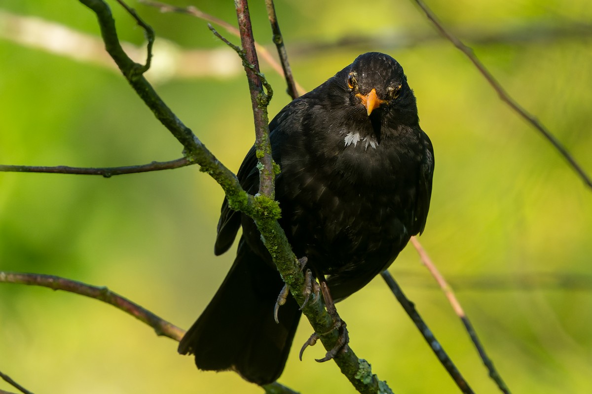 Eurasian Blackbird - lucien ABAH