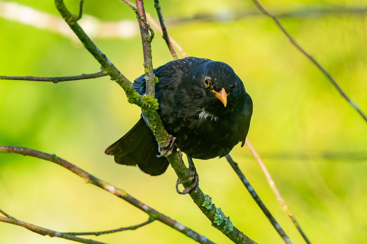 Eurasian Blackbird - lucien ABAH