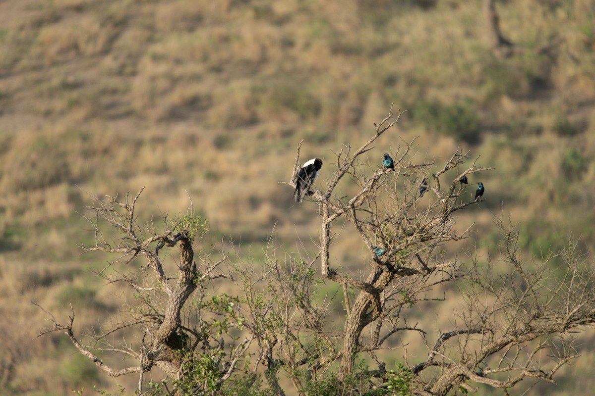 Pied Crow - ML619619223