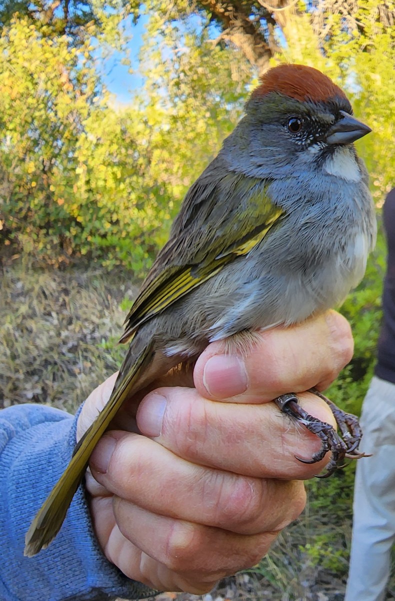 Green-tailed Towhee - Nancy Cox