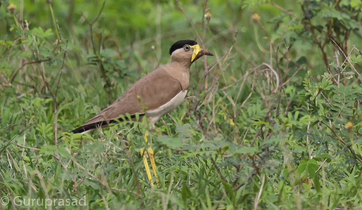 Yellow-wattled Lapwing - Guru prasad