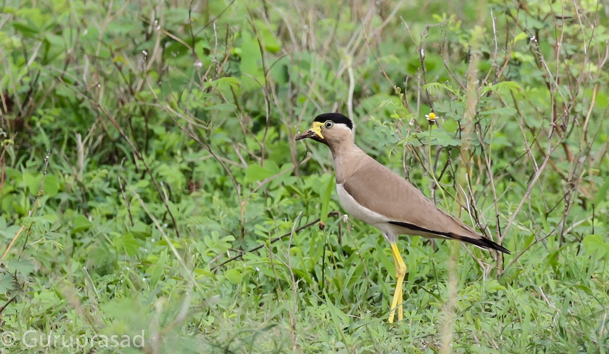 Yellow-wattled Lapwing - Guru prasad