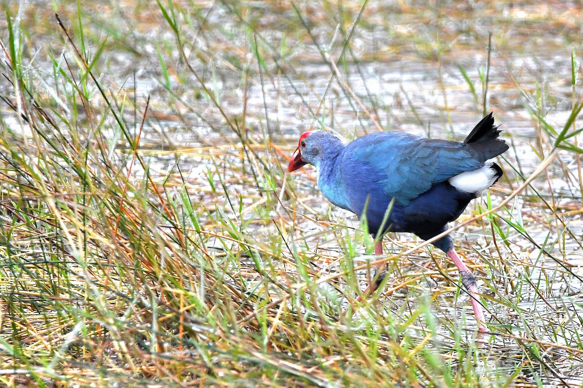 Gray-headed Swamphen - Ari Weiss