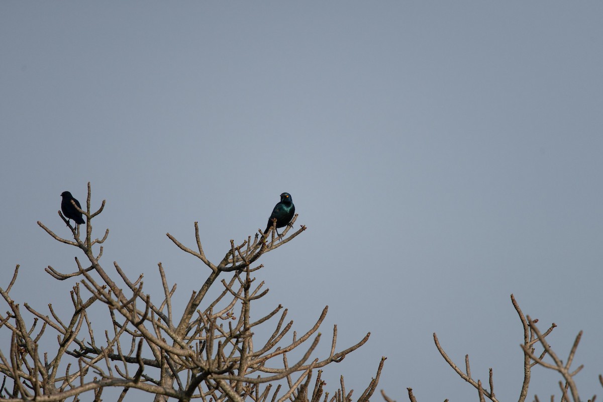 Cape Starling - Christiaen MOUS