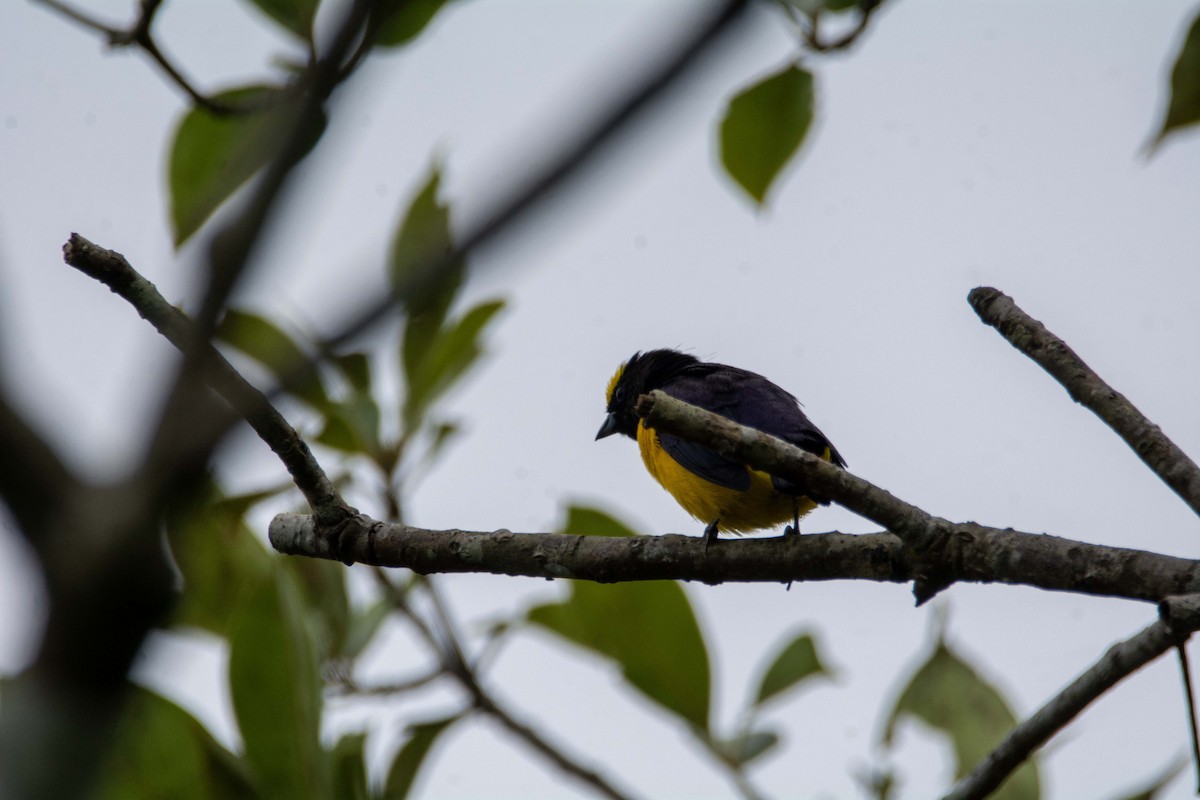 Purple-throated Euphonia - FREDY HERNAN VALERO