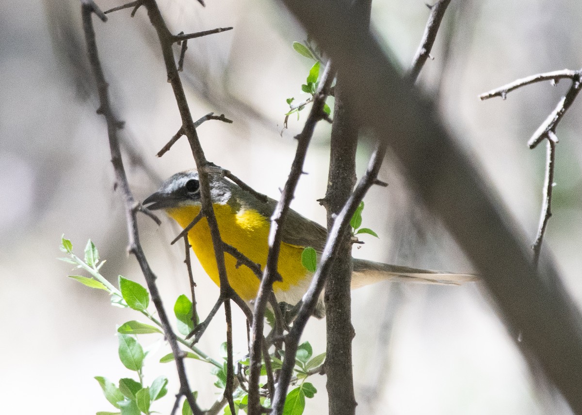 Yellow-breasted Chat - Bente Torvund