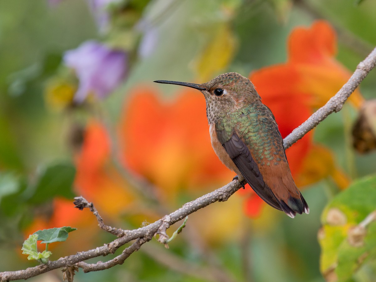 Allen's Hummingbird - Cin-Ty Lee
