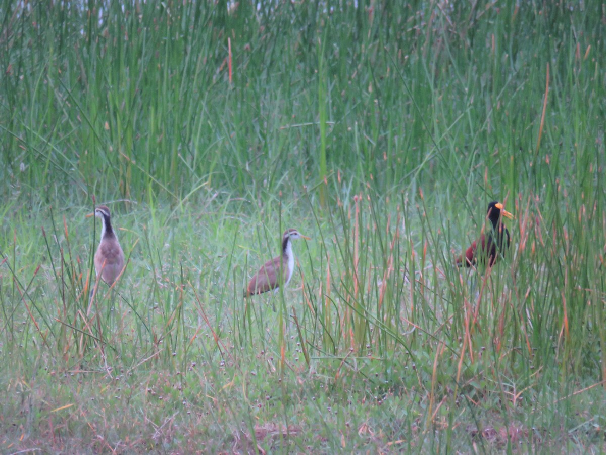 Jacana Centroamericana - ML619619249