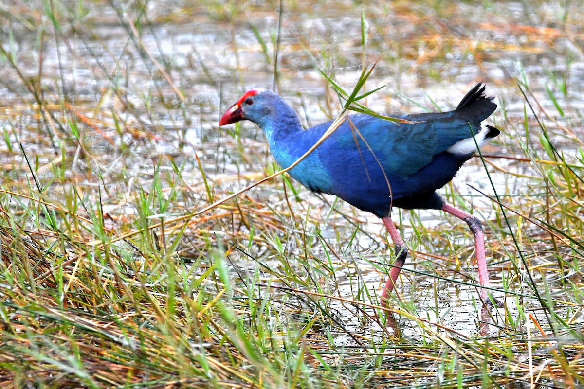 Gray-headed Swamphen - Ari Weiss