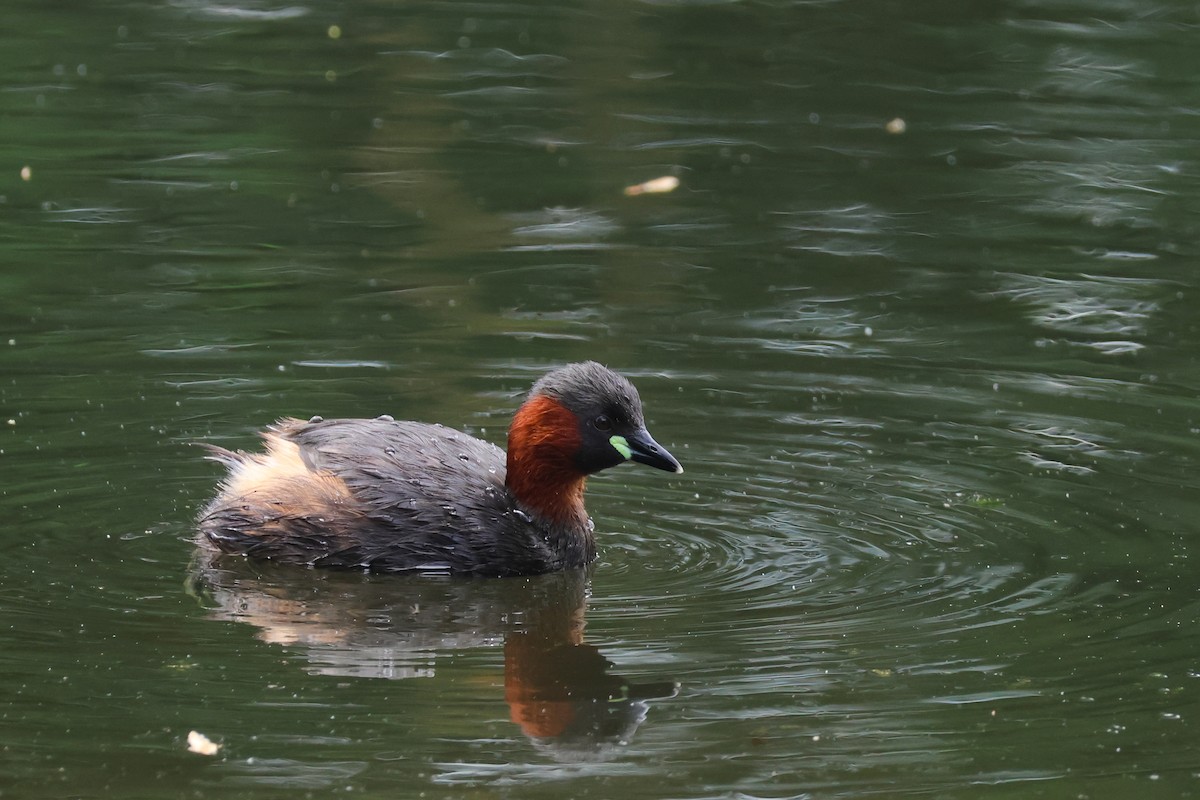 Little Grebe - ML619619251