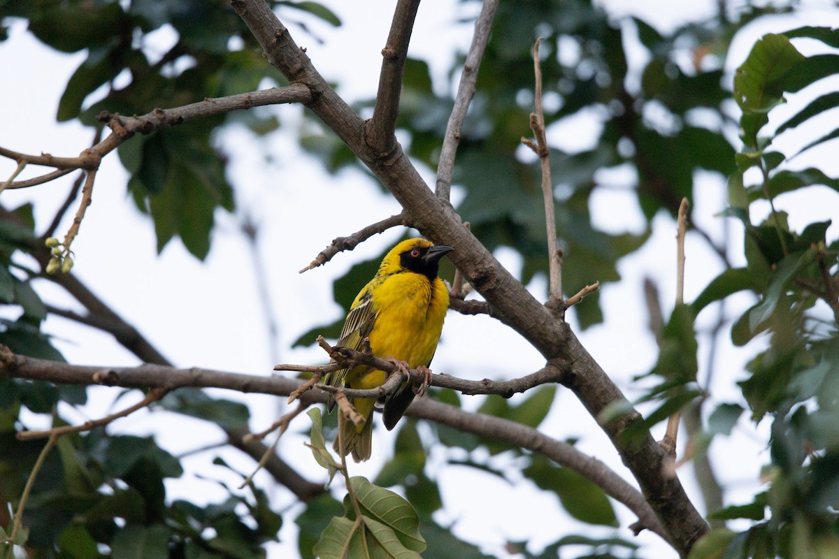 Village Weaver - ML619619252