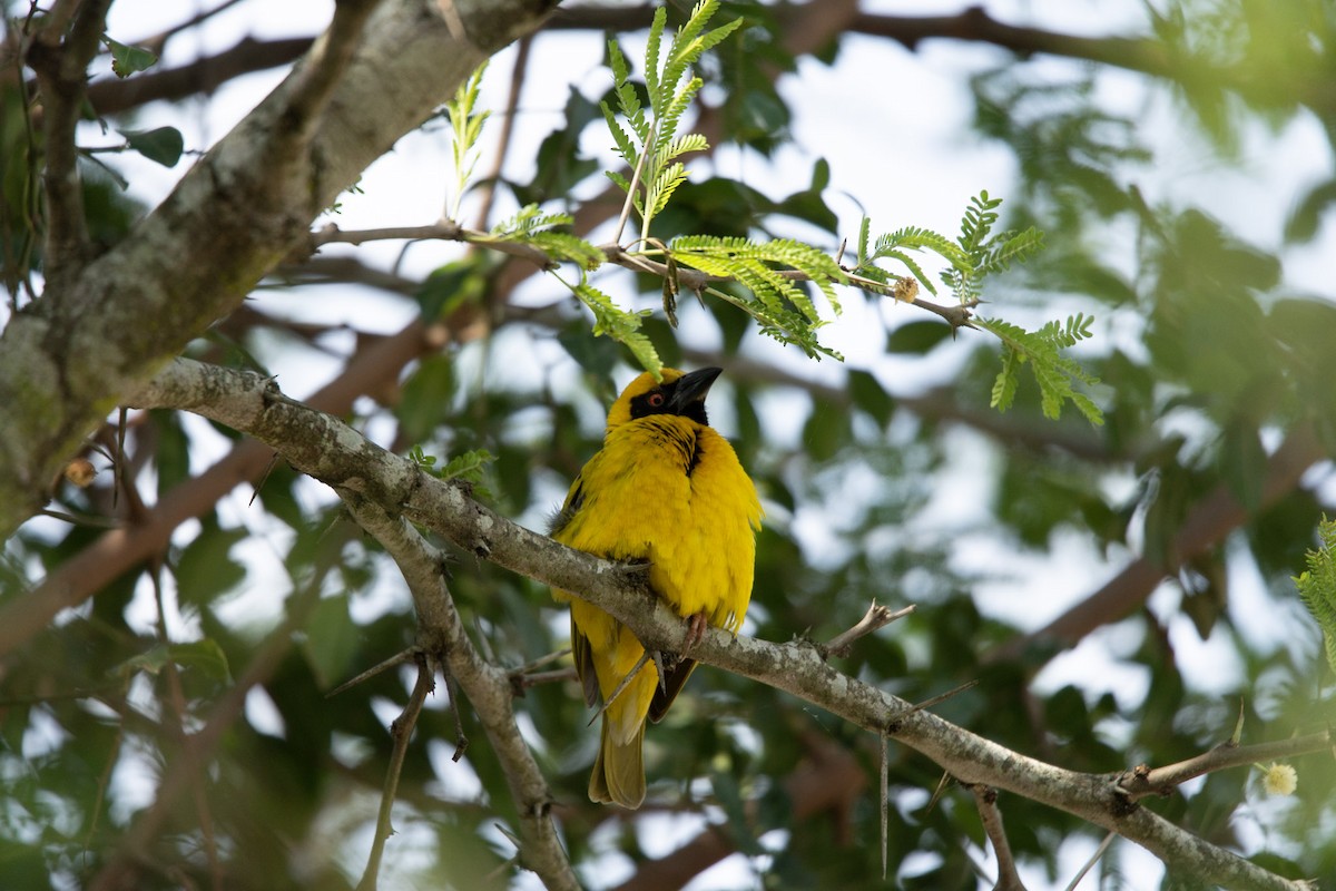 Village Weaver - ML619619254